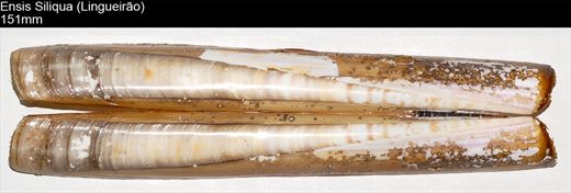Ensis Siliqua (Lingueirao) 151mm