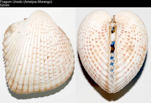 Fragum Unedo (Ameijoa Morango) 52mm