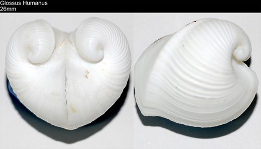 Glossus Humanus 26mm