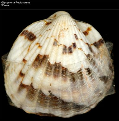 Glycymeria Pectunculus 36mm