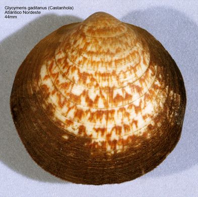 Glycymeris gaditanus (Castanhola) 44mm