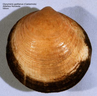Glycymeris gaditanus (Castanhola) 58mm