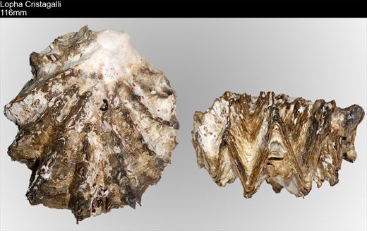 Lopha Cristagalli 116mm