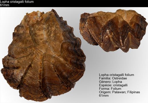 Lopha Cristagalli Folium 61mm