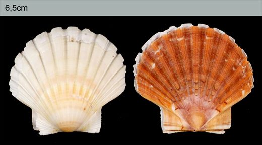 Lyropecten 65mm