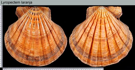 Lyropecten laranja