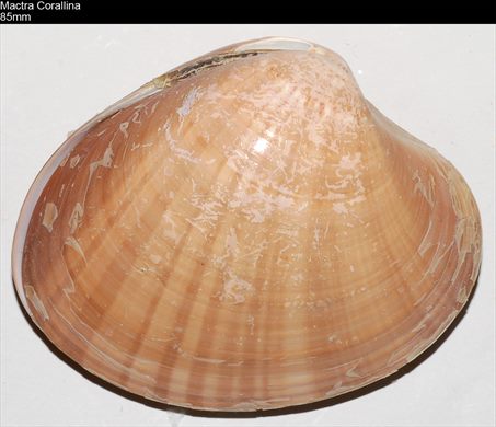 Mactra Corallina 85mm