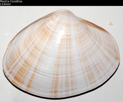 Mactra Corallina 114mm