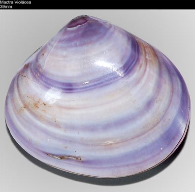 Mactra Violacea 39mm