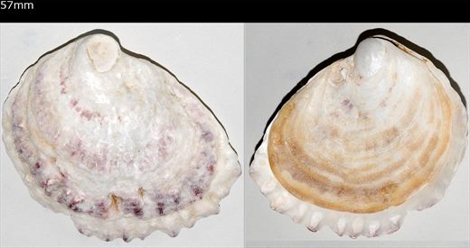 Ostra 57mm