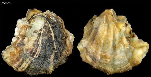 Ostra 75mm