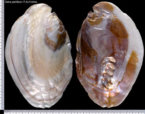 Ostra perlifera 17,5cm