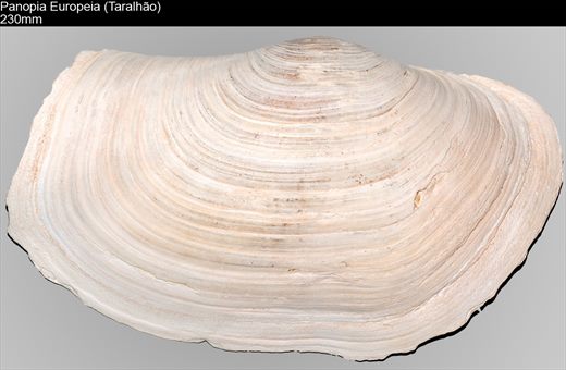 Panopia Europeia (Taralhao) 230mm
