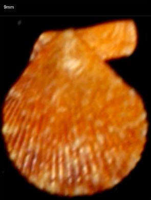 Pecten 9mm
