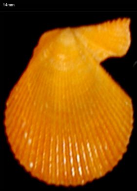 Pecten 14mm