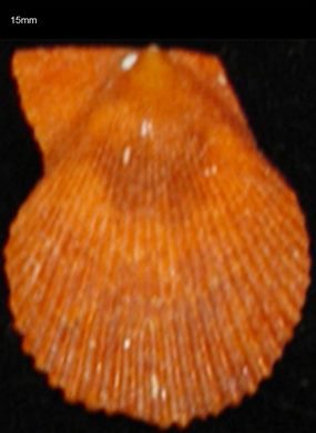 Pecten 15mm