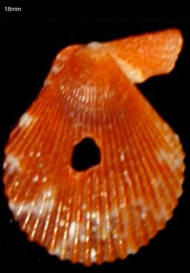 Pecten 18mm