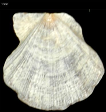 Pecten 18mm