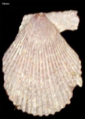 Pecten 19mm