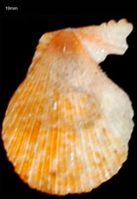 Pecten 19mm