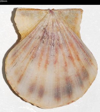 Pecten 20mm