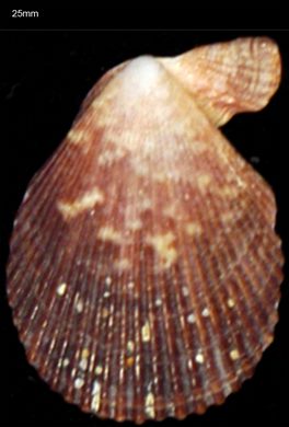 Pecten 25mm