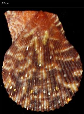 Pecten 25mm