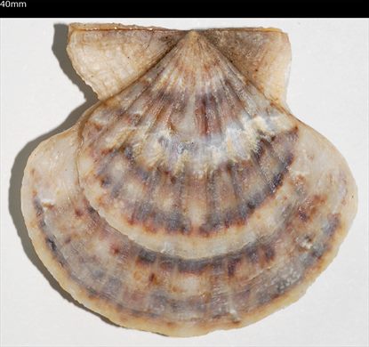 Pecten 40mm