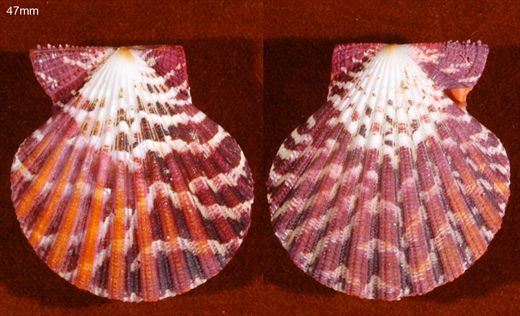 Pecten 47mm