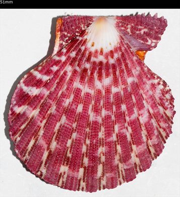 Pecten 51mm