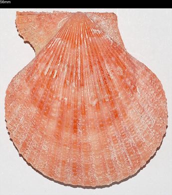 Pecten 56mm