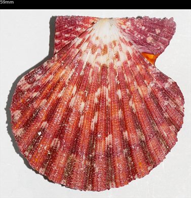 Pecten 59mm