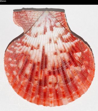 Pecten 65mm