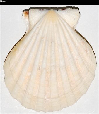 Pecten 72mm
