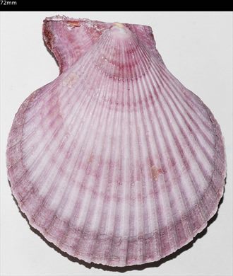 Pecten 72mm