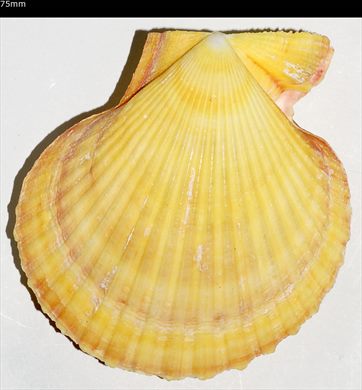 Pecten 75mm