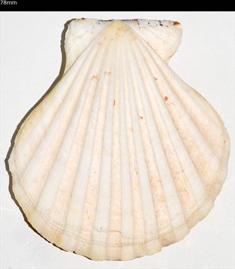 Pecten 78mm