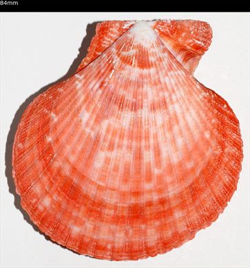 Pecten 84mm