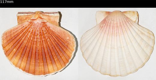 Pecten 117mm