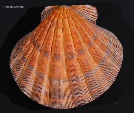 Pecten 125mm
