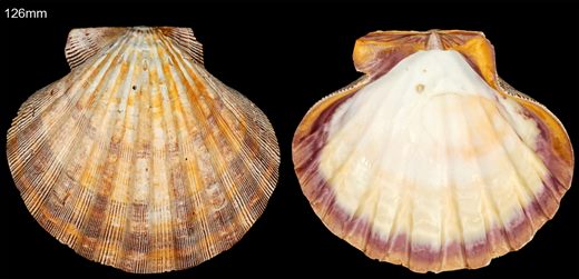 Pecten 126mm