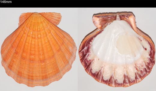 Pecten 146mm