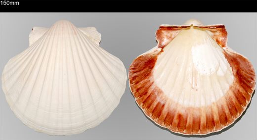 Pecten 150mm