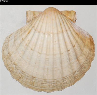 Pecten 176mm
