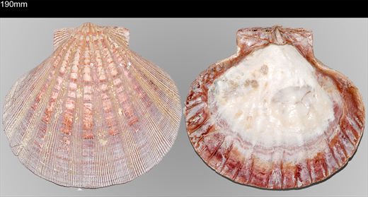 Pecten 190mm