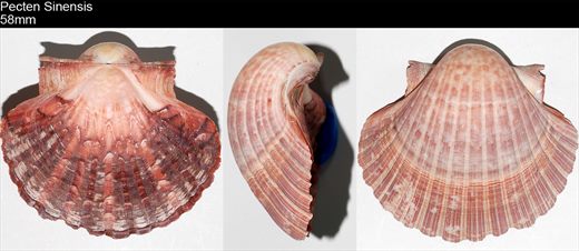 Pecten Sinensis 58mm