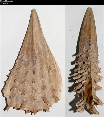 Pina Rugosa 173mm