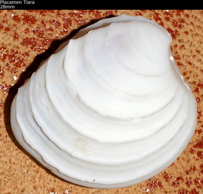 Placamen Tiara 28mm