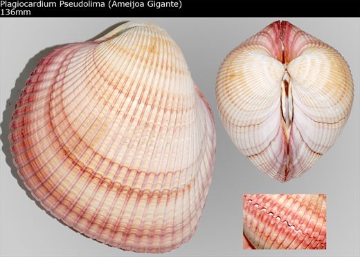 Plagiocardium Pseudolima (Ameijoa Gigante) 136mm