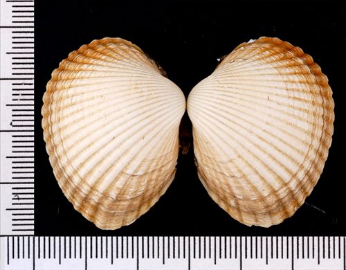 Cerastoderma glaucum 38mm
